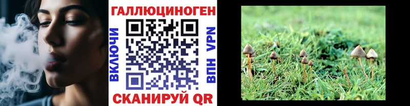 как найти закладки  Малгобек  Псилоцибиновые грибы Cubensis 